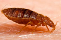 Bed Bug Treatment - Teaneck Exterminators in Teaneck, NJ
