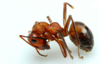 Ant Control - Teaneck Exterminators in Teaneck, NJ