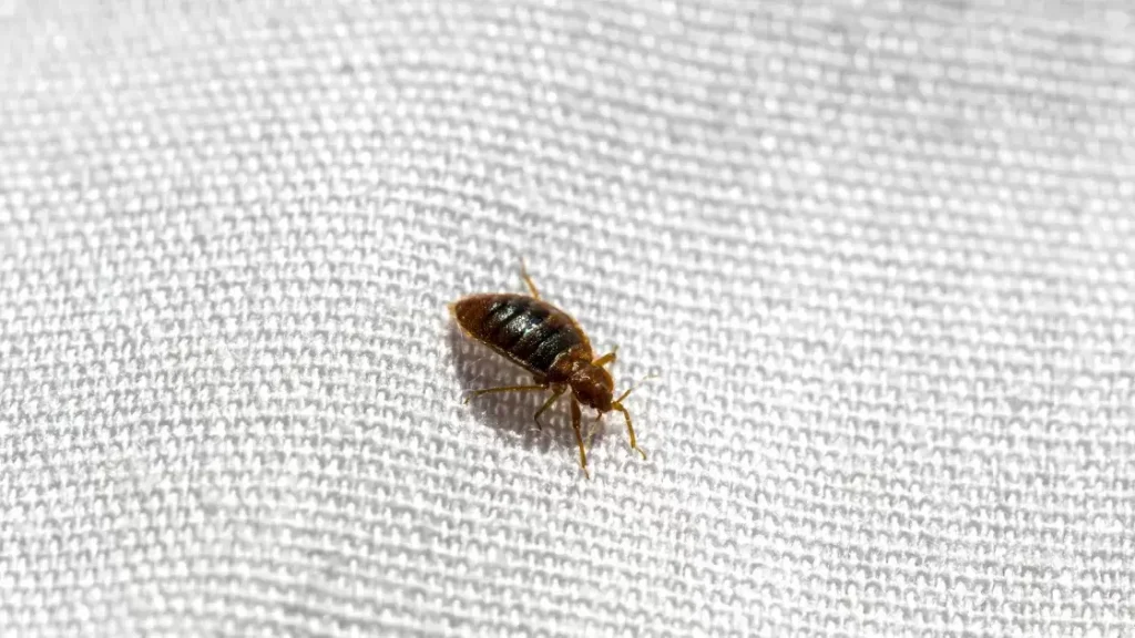 Get Rid Of Bed Bugs - Teaneck Exterminators in Teaneck, NJ