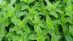 Natural Remedies for Mouse Removal - Teaneck Exterminators in Teaneck, NJ