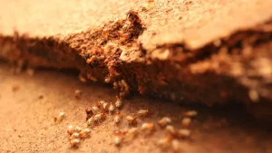 Overview of Termites and Termite Treatment - Teaneck Exterminators in Teaneck, NJ