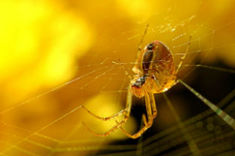 Spider Control - Teaneck Exterminators in Teaneck, NJ