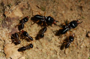 Termite Control - Teaneck Exterminators in Teaneck, NJ