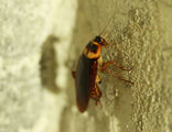 cockroach on wall - Teaneck Exterminators in Teaneck, NJ