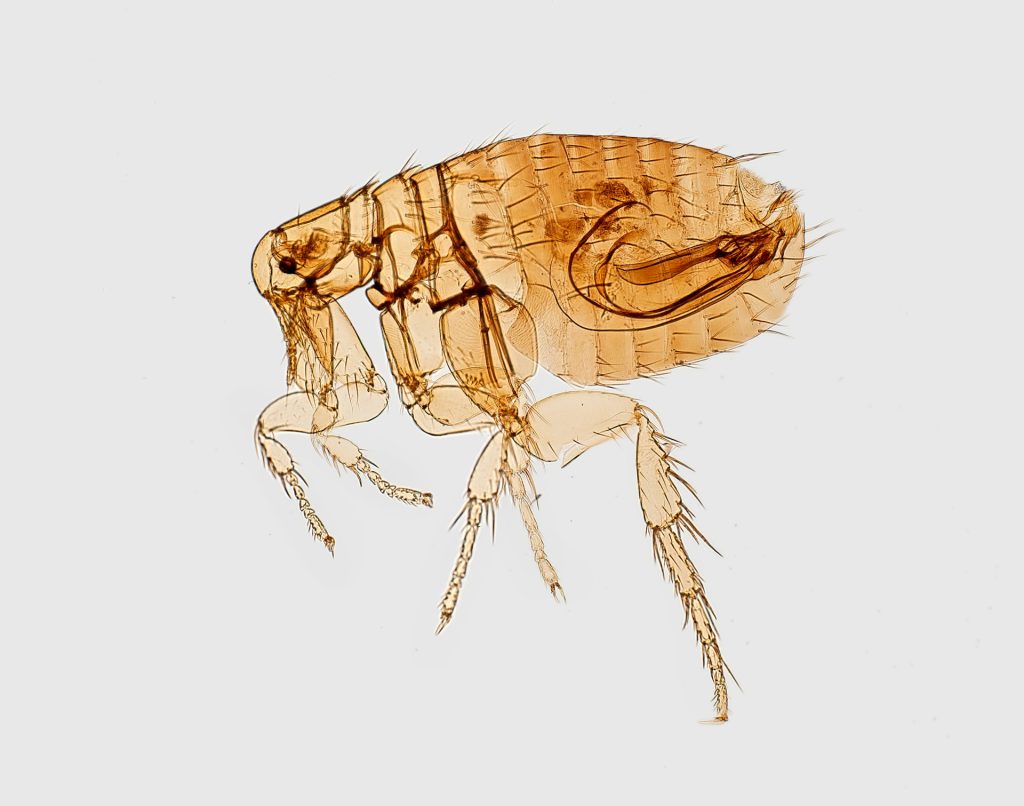 flea infestation - Teaneck Exterminators in Teaneck, NJ