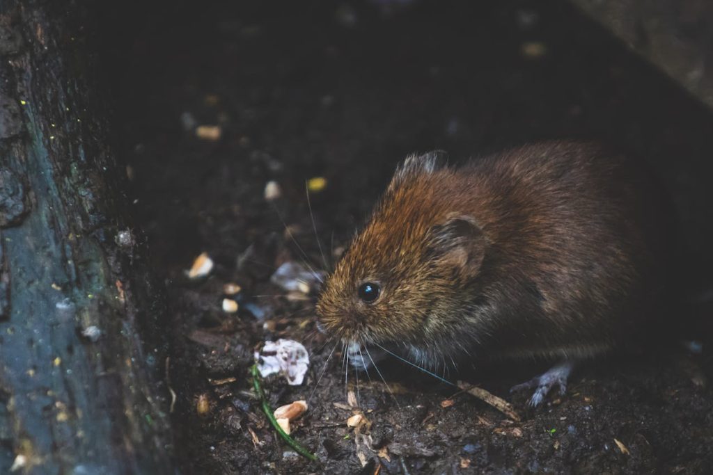 rodent infestation - Teaneck Exterminators in Teaneck, NJ