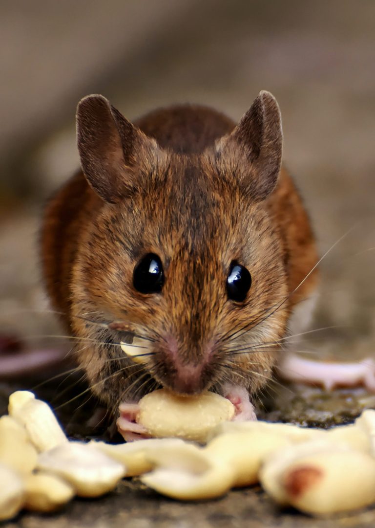 rodent infestation - Teaneck Exterminators in Teaneck, NJ